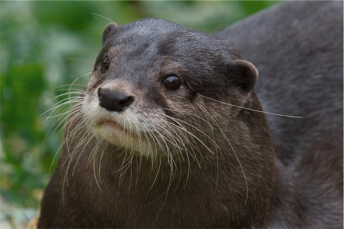 River Otter 0320